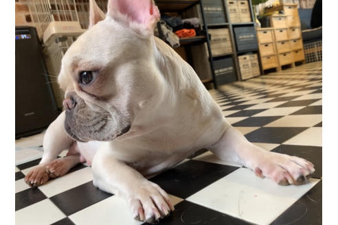 販売中のフレンチブルドッグの親犬