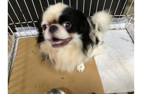 販売中の狆 (チン)の親犬