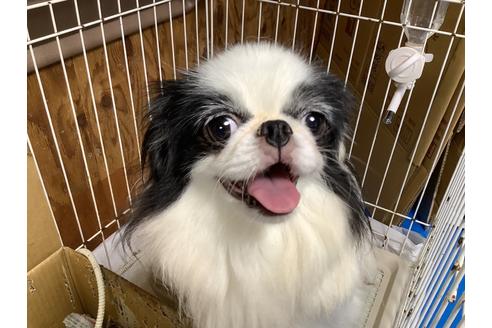 販売中の狆 (チン)の親犬