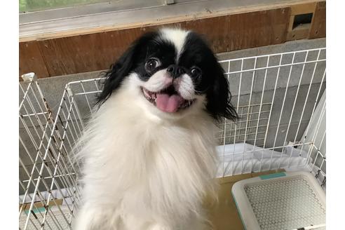 販売中の狆 (チン)の親犬