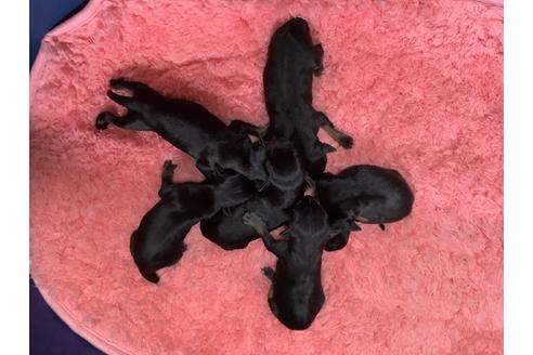 千葉県のトイマンチェスターテリア 女の子 21 06 24生まれ 希少犬のトイマン子犬です 子犬id 1335 ブリーダーナビ