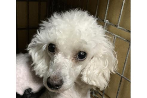 販売中のタイニープードルの親犬