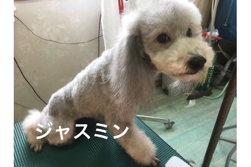 販売中のトイプードルの親犬