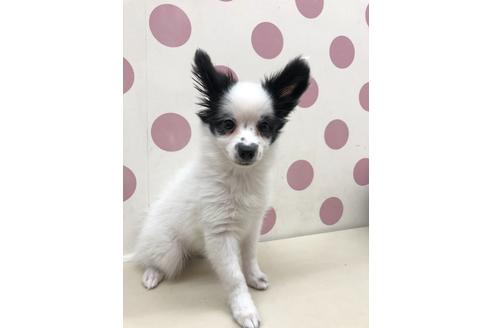広島県でパピヨンの子犬を探す ブリーダーナビ 広島県でパピヨンの子犬を探す ブリーダーナビ