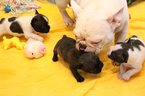 販売中のフレンチブルドッグの親犬