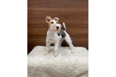 ワイアーフォックステリアのブリーダーを探す ブリーダーナビ