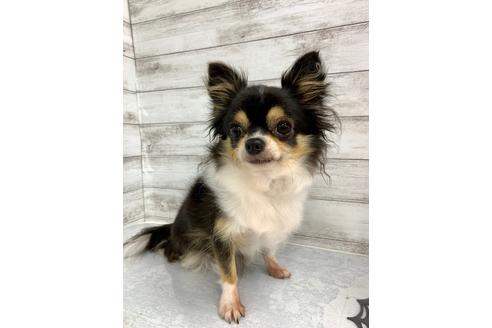 販売中のチワワ(ロングコート)の親犬