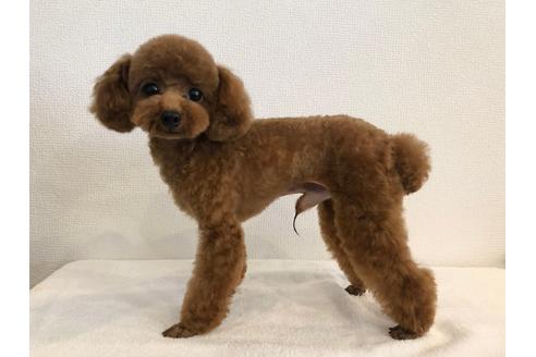 販売中のトイプードルの親犬