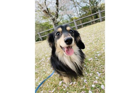 販売中のカニンヘンダックスフンド(ロングヘアード)の親犬
