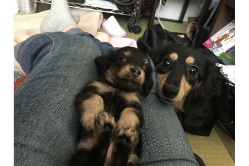 販売中のカニンヘンダックスフンド(ロングヘアード)の親犬