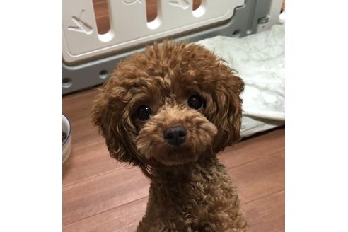 販売中のトイプードルの親犬