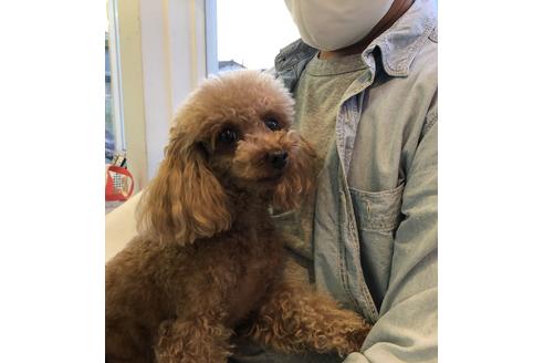 販売中のトイプードルの親犬