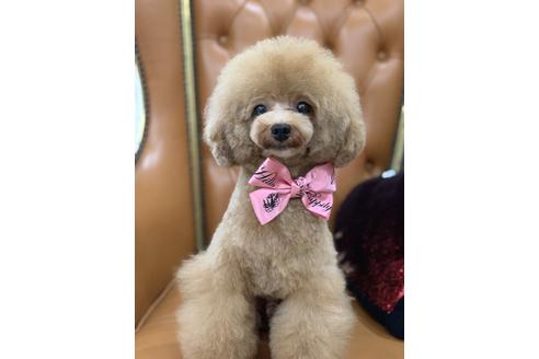 販売中のタイニープードルの親犬