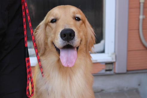 販売中のゴールデンレトリーバーの親犬