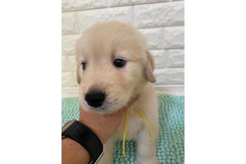 愛知県のゴールデンレトリーバー 男の子 21 05 19生まれ 優しいお顔のゴールデン君 子犬id ブリーダーナビ