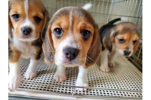 愛知県のビーグル 男の子 21 05 21生まれ 7月11日まで見学可能 子犬id ブリーダーナビ