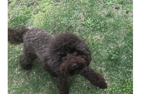 販売中のトイプードルの親犬