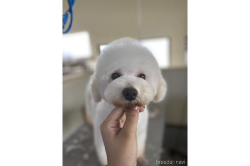 販売中のビションフリーゼの親犬