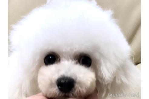 販売中のタイニープードルの親犬