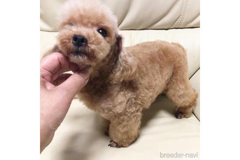 販売中のタイニープードルの親犬