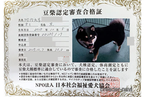 販売中の豆柴の親犬
