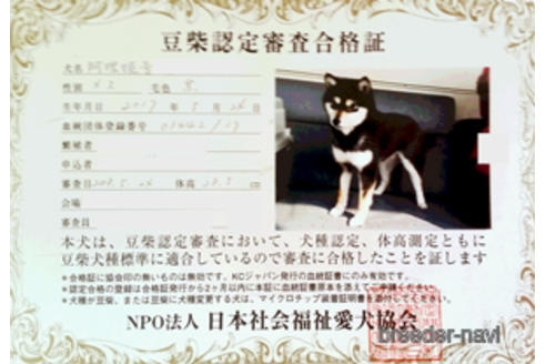 販売中の豆柴の親犬