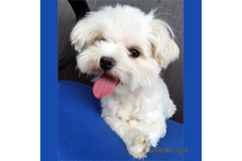 販売中のマルプー:マルチーズ×トイプードルの親犬