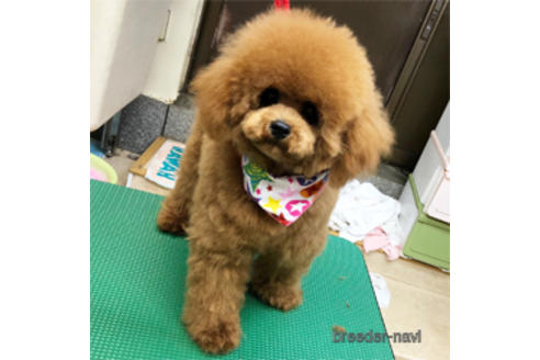 販売中のマルプー:マルチーズ×トイプードルの親犬