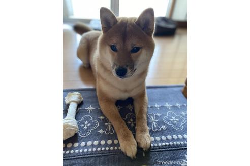 販売中の豆柴の親犬