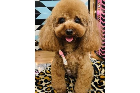 販売中のティーカッププードルの親犬