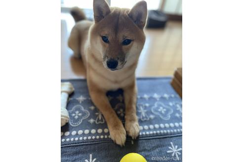 販売中の豆柴の親犬