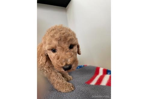 広島県のスタンダードプードル 女の子 21 05 28生まれ 可愛いすぎます 子犬id ブリーダーナビ 広島県のスタンダードプードル 女の子 21 05 28生まれ 可愛いすぎます 子犬id ブリーダーナビ