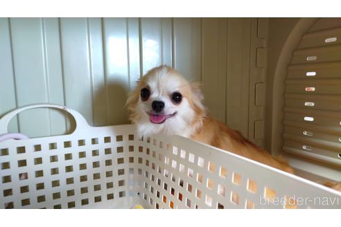 販売中のチワワ(ロングコート)の親犬