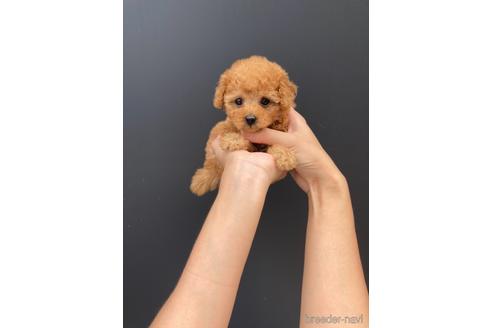 愛媛県のティーカッププードル 男の子 21 05 17生まれ 両親ティーカップサイズ 子犬id ブリーダーナビ 愛媛県のティーカッププードル 男の子 21 05 17生まれ 両親ティーカップサイズ 子犬id ブリーダーナビ