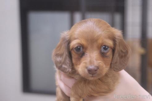 北海道のロングヘアードミニチュアダックスフンド 女の子 21 05 07生まれ 甘えん坊で可愛いですよ 子犬id ブリーダーナビ