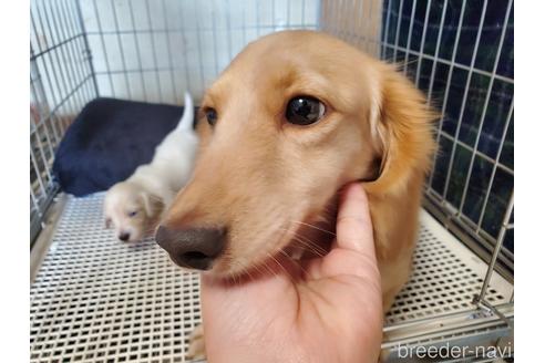 販売中のミニチュアダックスフンド(ロングヘアード)の親犬