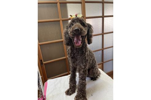 販売中のミディアムプードルの親犬
