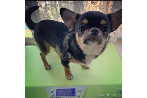 販売中のチワワ(スムースコート)の親犬
