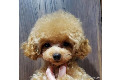 販売中のタイニープードルの親犬