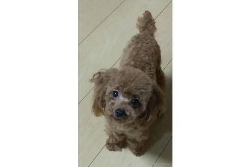 販売中のタイニープードルの親犬