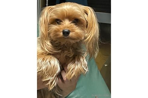 販売中のヨークシャーテリアの親犬