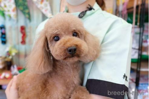 販売中のトイプードルの親犬