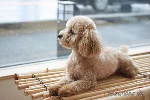 販売中のトイプードルの親犬