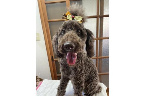 販売中のミディアムプードルの親犬