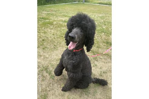 販売中のミディアムプードルの親犬