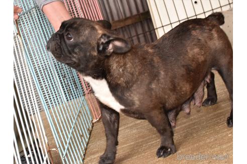 販売中のフレンチブルドッグの親犬