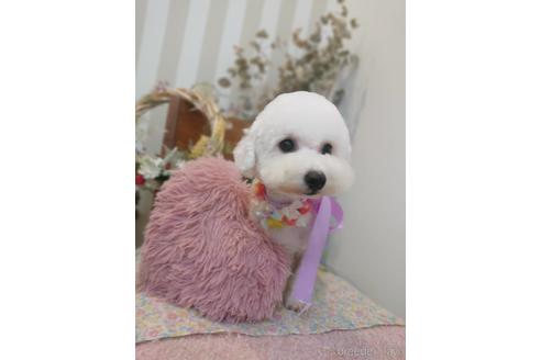 販売中のビションフリーゼの親犬