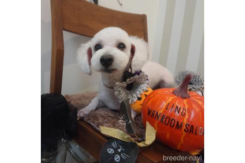 販売中のビションフリーゼの親犬