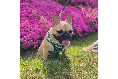 販売中のフレンチブルドッグの親犬