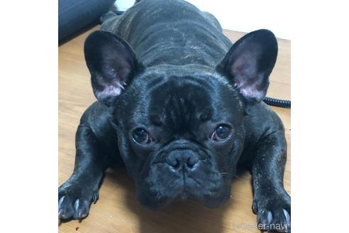 販売中のフレンチブルドッグの親犬